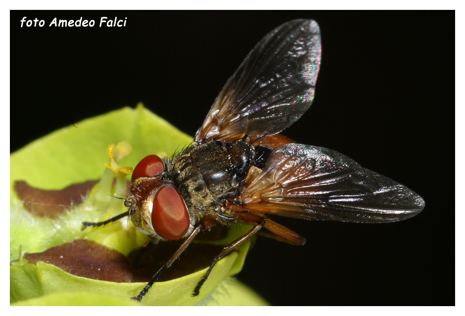 Tachinidae della Sicilia da determinare.